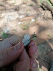 Leptosia nupta