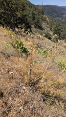 Lomatium suksdorfii