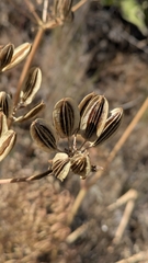 Lomatium suksdorfii, photograph (c) My-Lan Le, some rights reserved (CC BY)