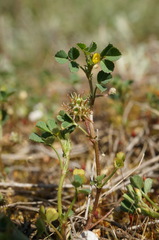 Medicago praecox