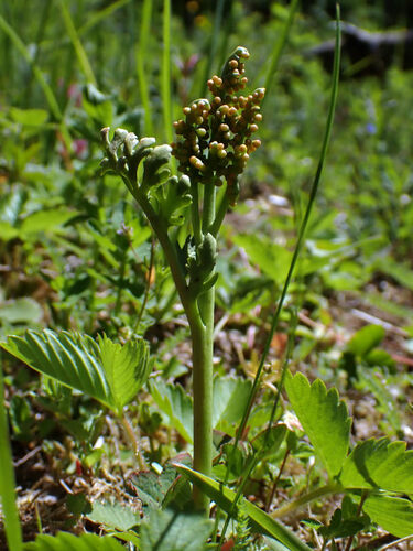 matricary grapefern