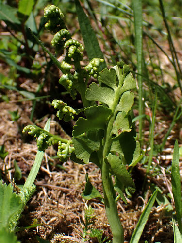 common moonwort