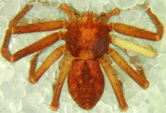 Philodromus rufus pacificus