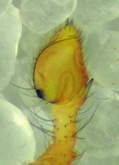 Philodromus rufus pacificus