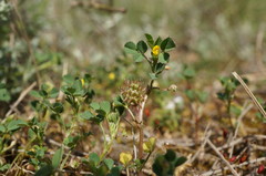 Medicago praecox