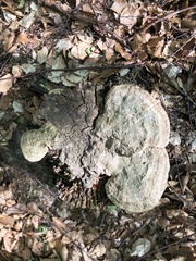 Polyporales