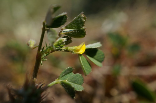 Mediterranean medick (Medicago praecox)