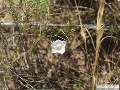 Nierembergia rigida
