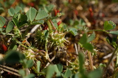 Medicago praecox