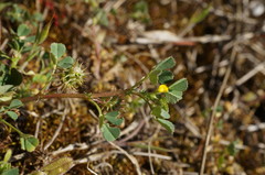 Medicago praecox
