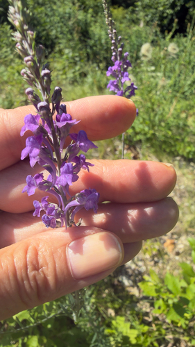 Purple Toadflax