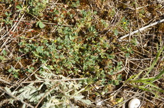 Medicago praecox