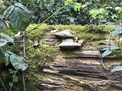 Polyporales
