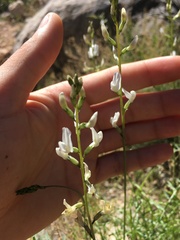 Astragalus remotus