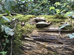 Polyporales