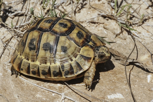 Nabeul Tortoise