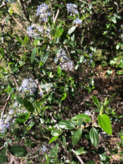 Ceanothus oliganthus sorediatus