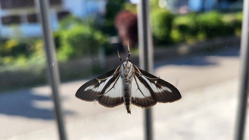 Box Tree Moth
