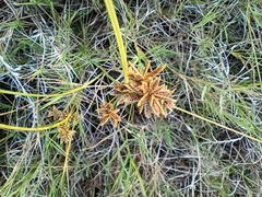 Cyperus elegans