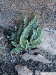 Cheilanthes buchtienii