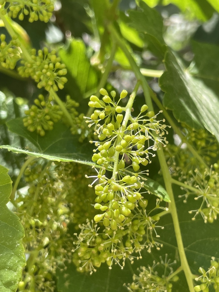 Vitis hissarica