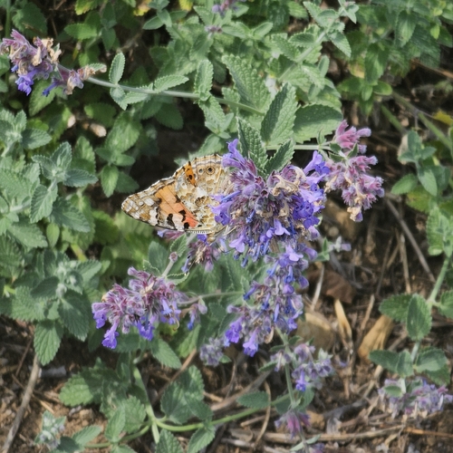 Painted Lady