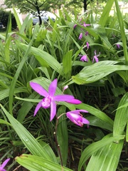 Bletilla