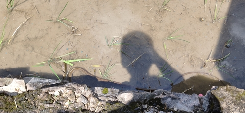 Indo-Chinese Rat Snake