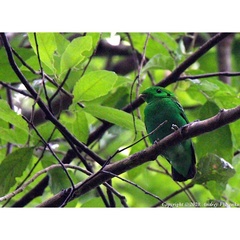 Calyptomena viridis