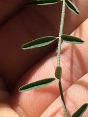 Astragalus remotus