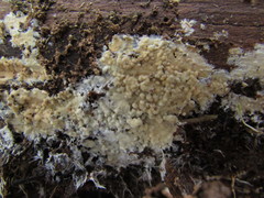 Vesiculomyces citrinus