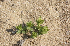 Tournefortia sibirica
