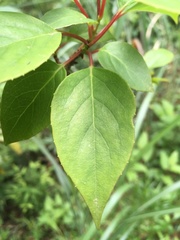 Schisandra arisanensis