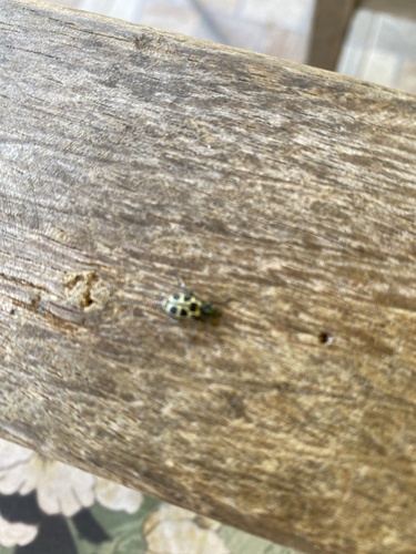 Astylus variegatus