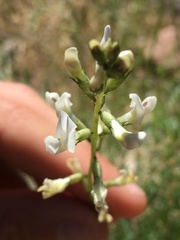 Astragalus remotus