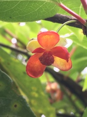 Schisandra arisanensis