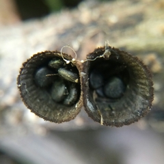 Cyathus striatus