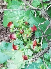Scrophularia rubricaulis