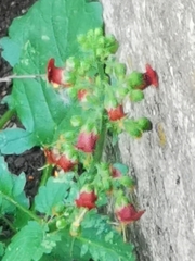 Scrophularia rubricaulis