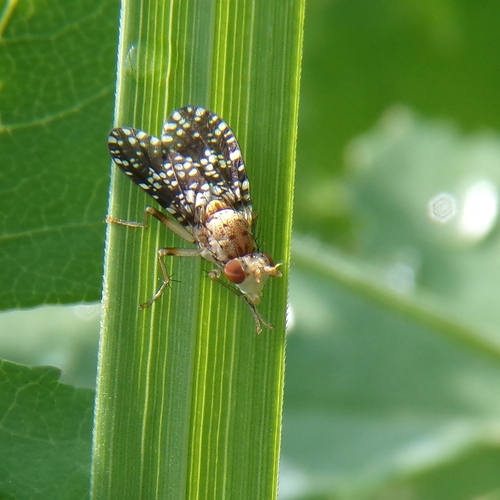 Spotted Marsh Fly