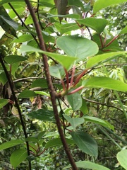 Schisandra arisanensis