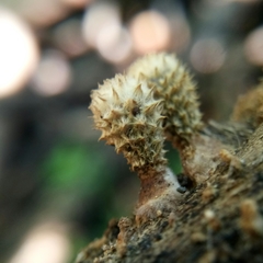 Cyathus striatus