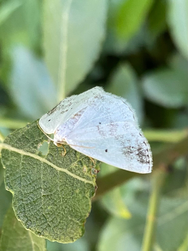 Clouded Silver