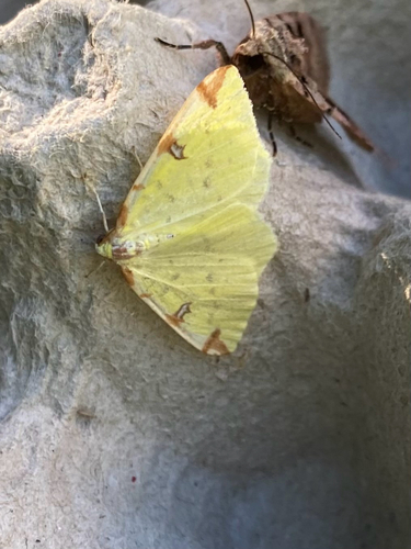 Brimstone Moth