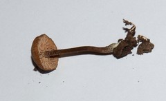 Rhodocybe aureicystidiata