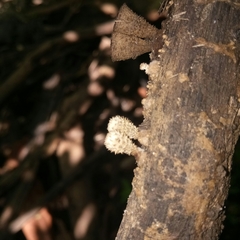 Cyathus striatus