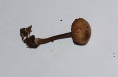 Rhodocybe aureicystidiata