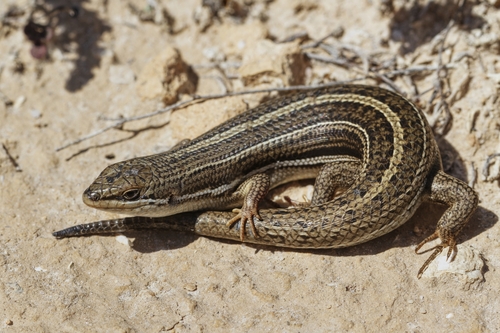 Bridled Skink