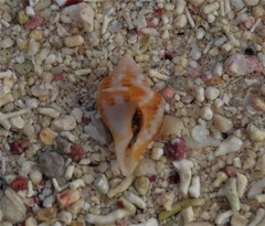 Columbella mercatoria