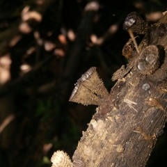 Cyathus striatus